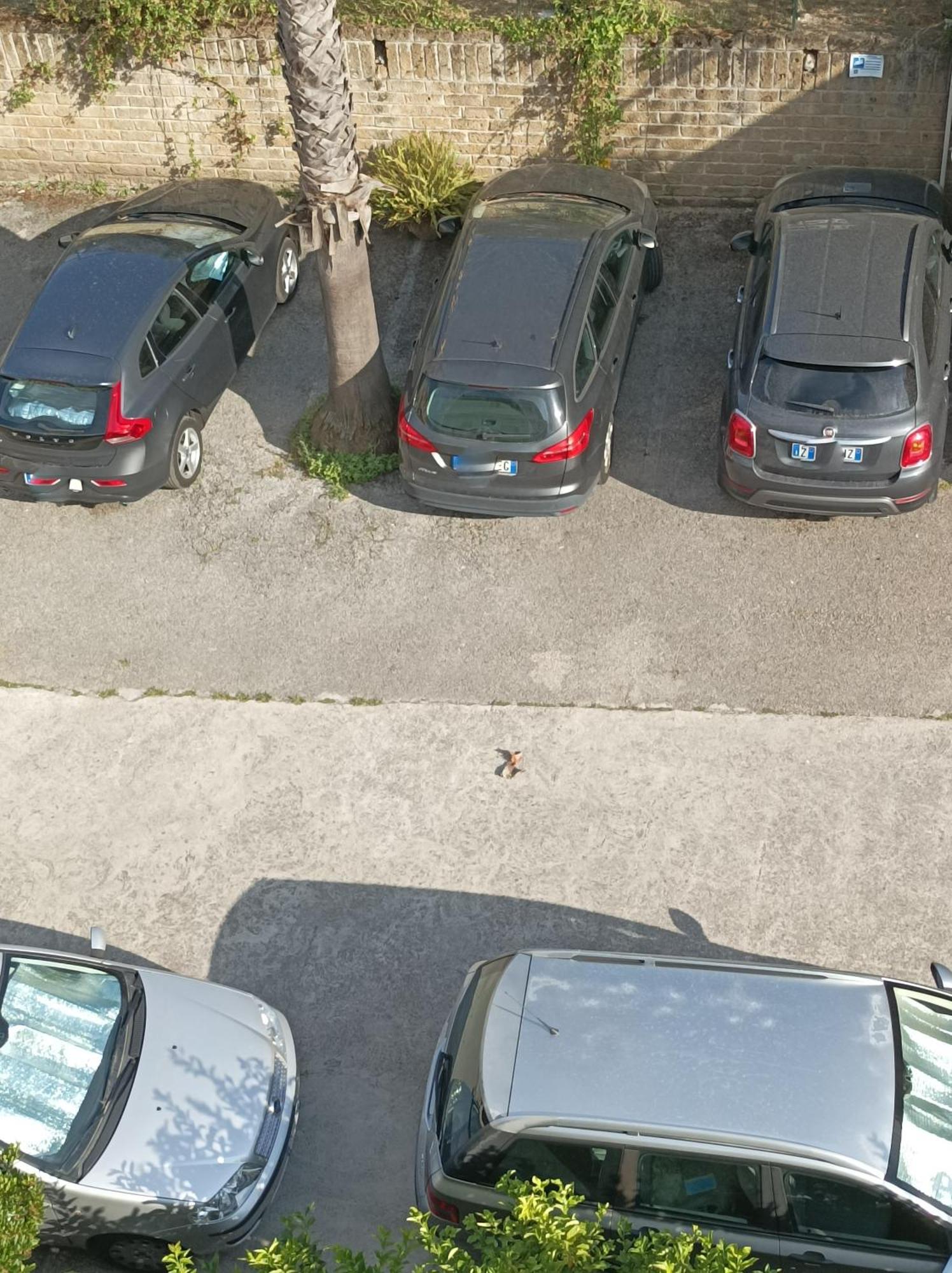 Villaggio Verde Cupra Cupra Marittima Esterno foto